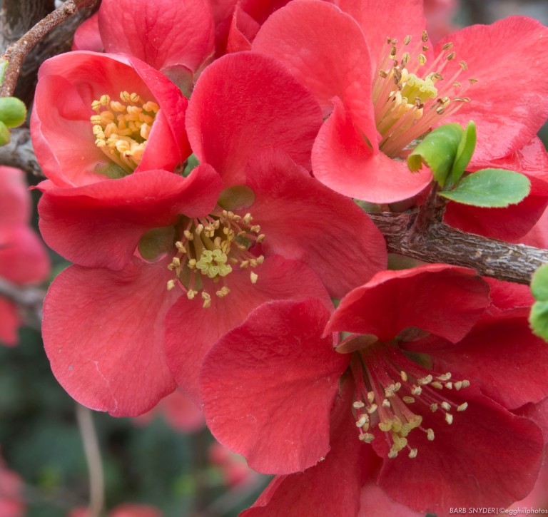 Quince blooms - the same day as the Death Valley snow pics.